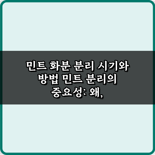 싱싱한 민트! 3단계 민트 화분 분리 시기와 방법 완벽 가이드