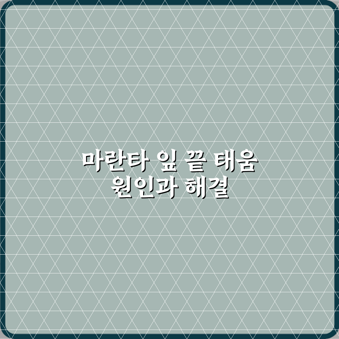 마란타 잎 끝이 타는 원인과 환경 개선법 직접 해봤어요