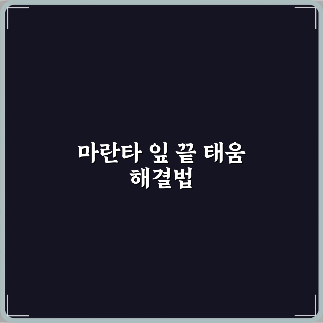 마란타 잎 끝이 타는 원인과 환경 개선법 직접 해봤어요