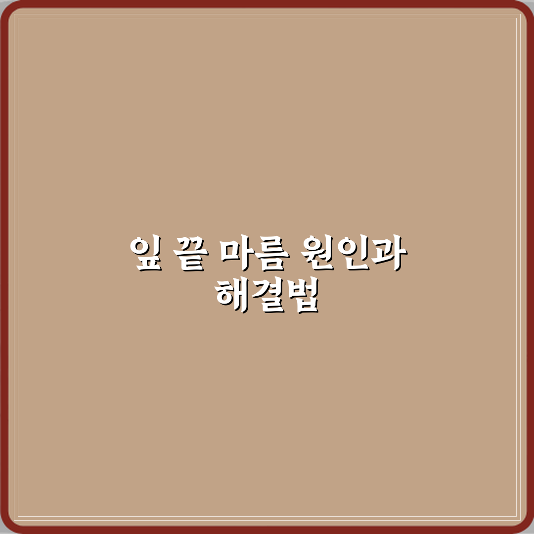 마란타 잎 끝이 타는 원인과 환경 개선법 직접 해봤어요