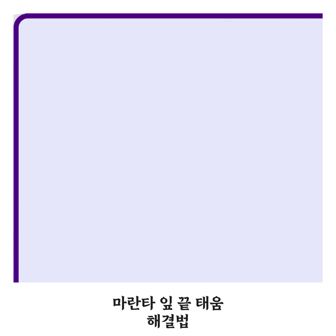 마란타 잎 끝이 타는 원인과 환경 개선법 직접 해봤어요